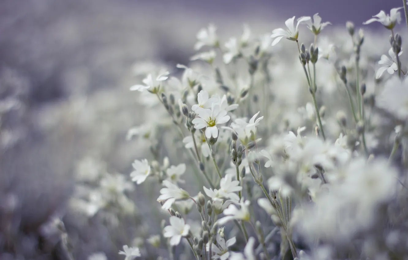 Фото обои поле, цветы, размытость, белые
