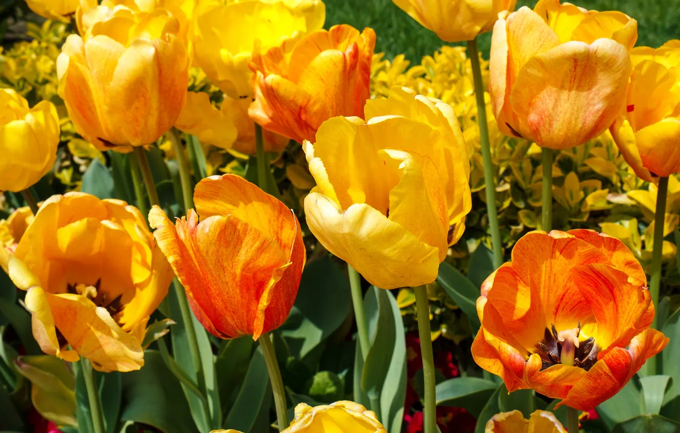 Фото обои яркие, желтые, тюльпаны, красные, разноцветные, крупным планом