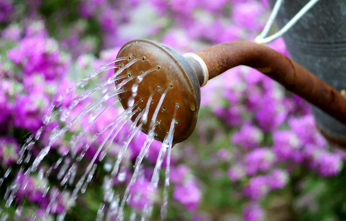 Фото обои summer, water, flowers, pretty, can, Watering