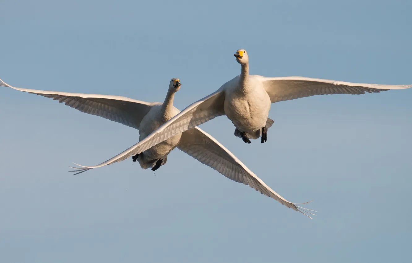 Фото обои небо, птицы, Whooper Swans