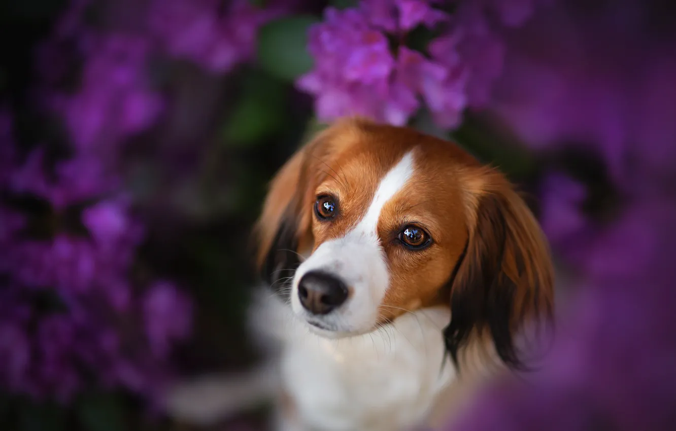 Фото обои взгляд, морда, цветы, собака, боке, Коикерхондье