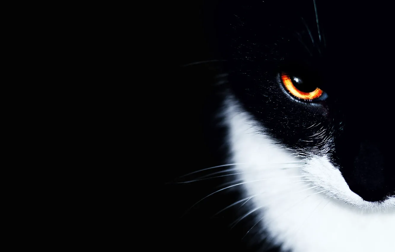 Фото обои кошка, кот, глаз, фон, чёрный, минимализм