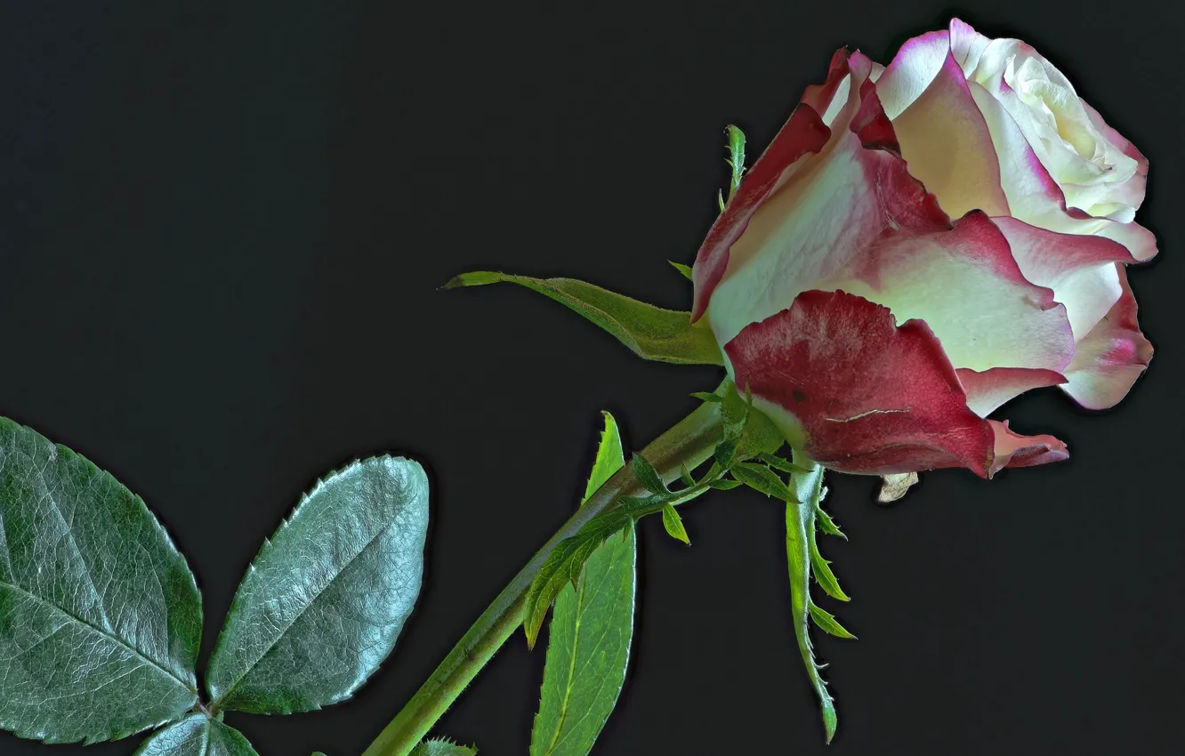 Фото обои роза, бутон, пестрый