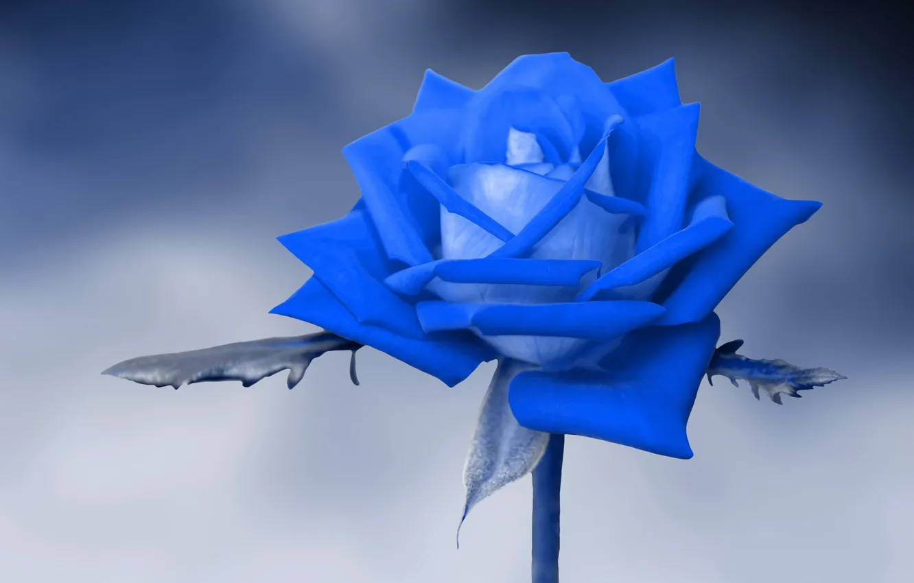 Фото обои фон, роза, голубая
