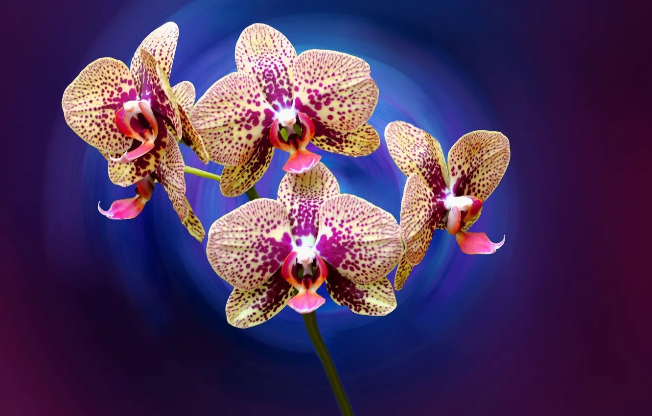 Фото обои цветы, лепестки, орхидея