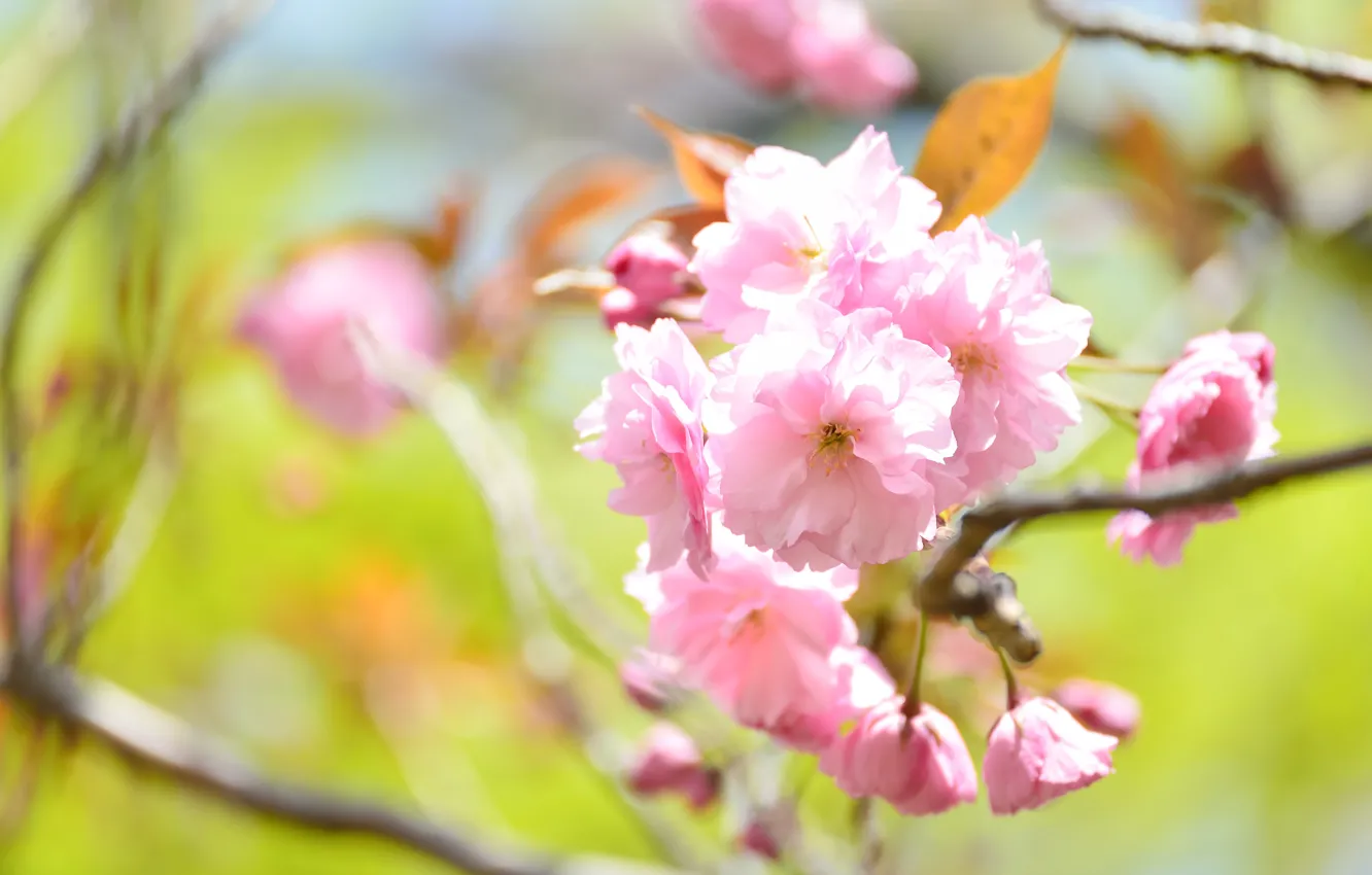 Фото обои листья, свет, цветы, ветки, размытие, весна, сакура, розовые