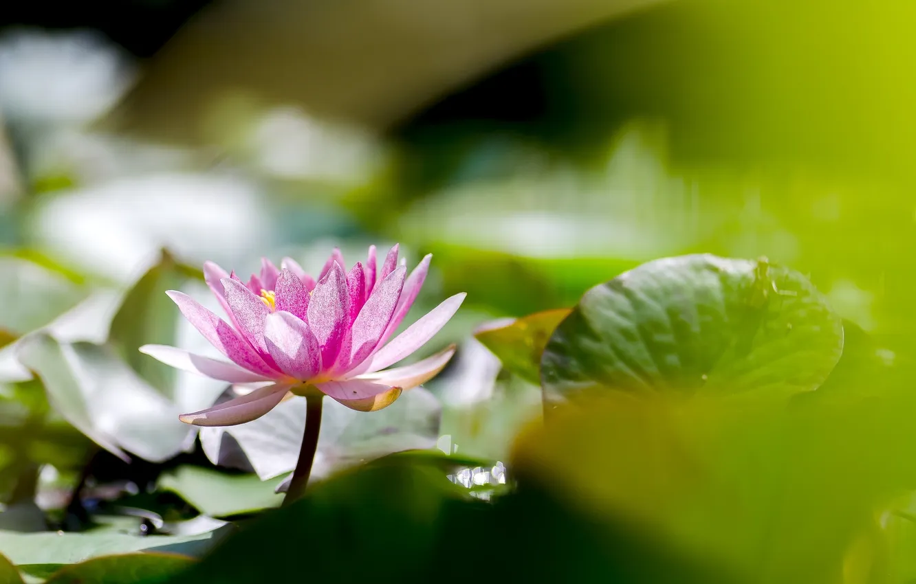 Фото обои листья, вода, цветы, лилии, water, flowers, leaves, Lily