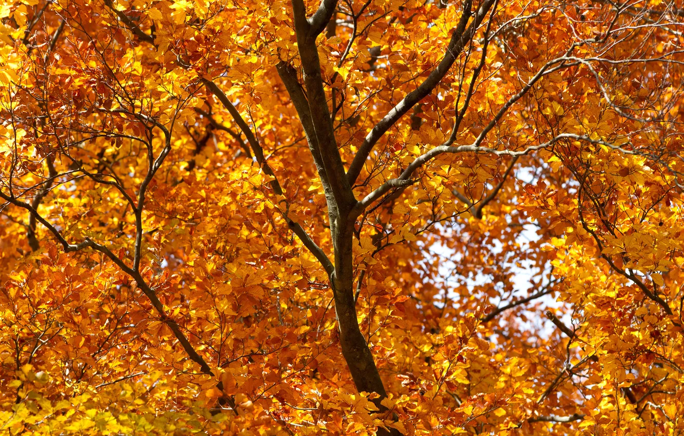 Фото обои листья, дерево, ветви, рыжие, осенние, кусочек неба