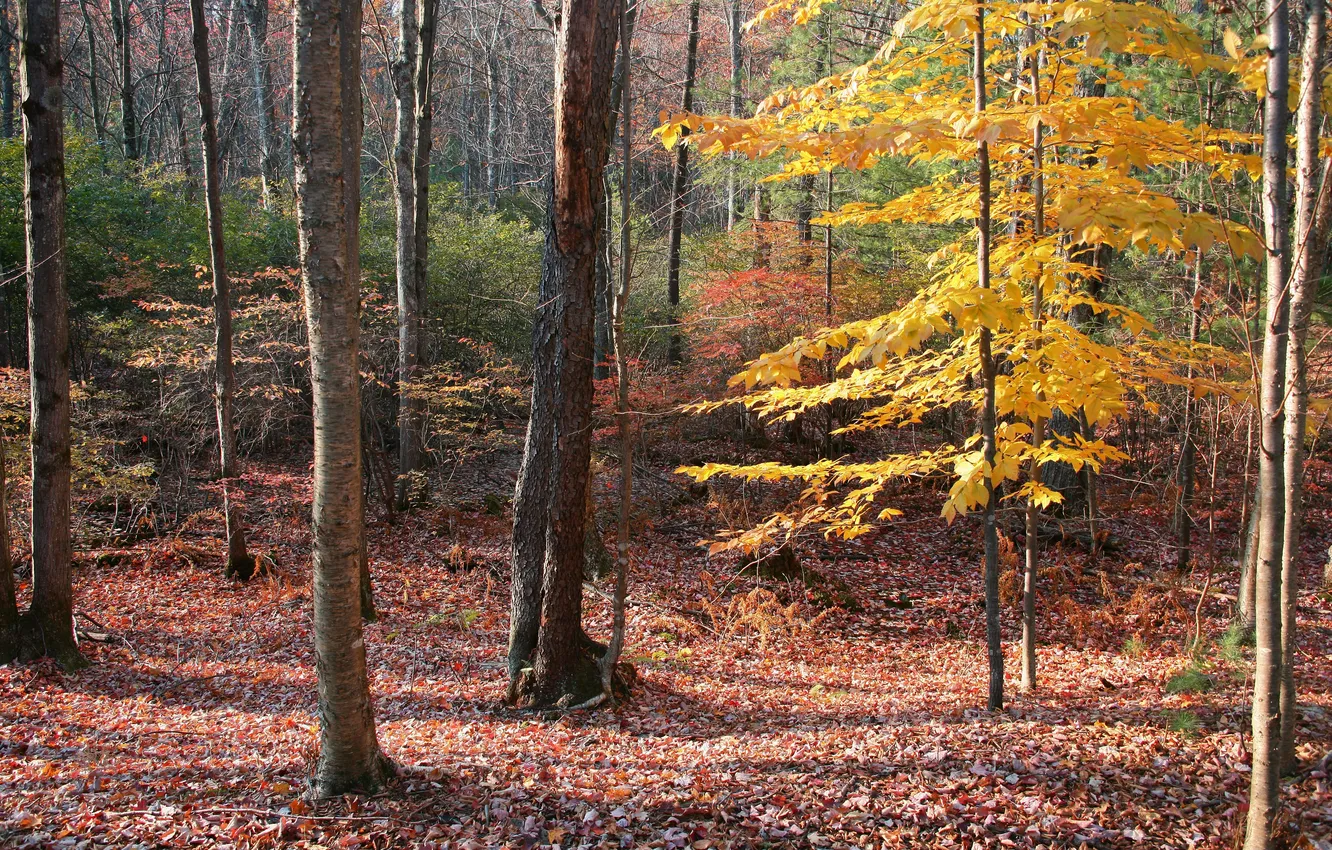 Фото обои осень, лес, деревья, листва