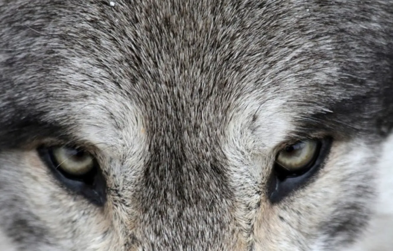 Фото обои eyes, the wolf, eyes of the wolf