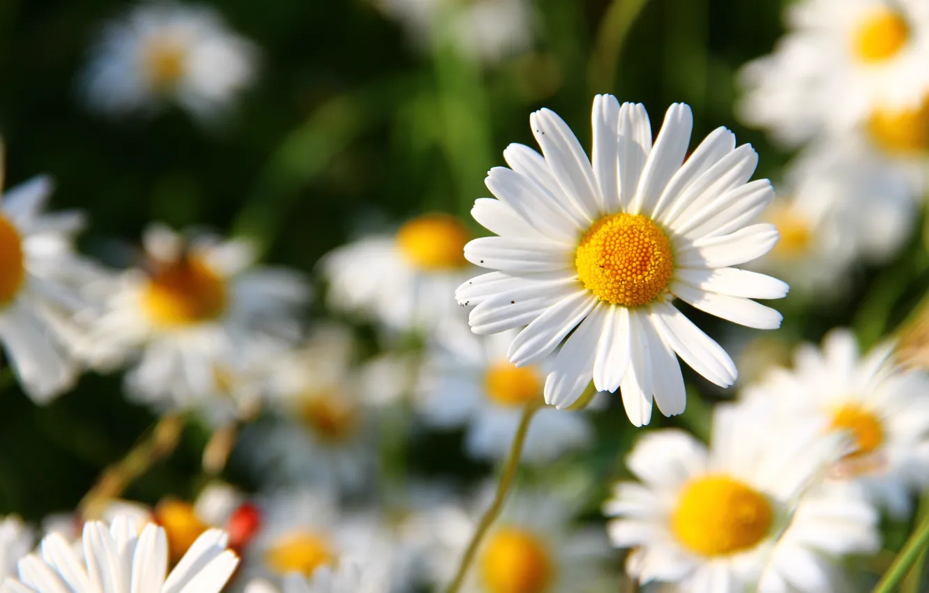 Фото обои Цветок, Растение, Лепестки, Растения, Flower, Flowers, Color, Flora
