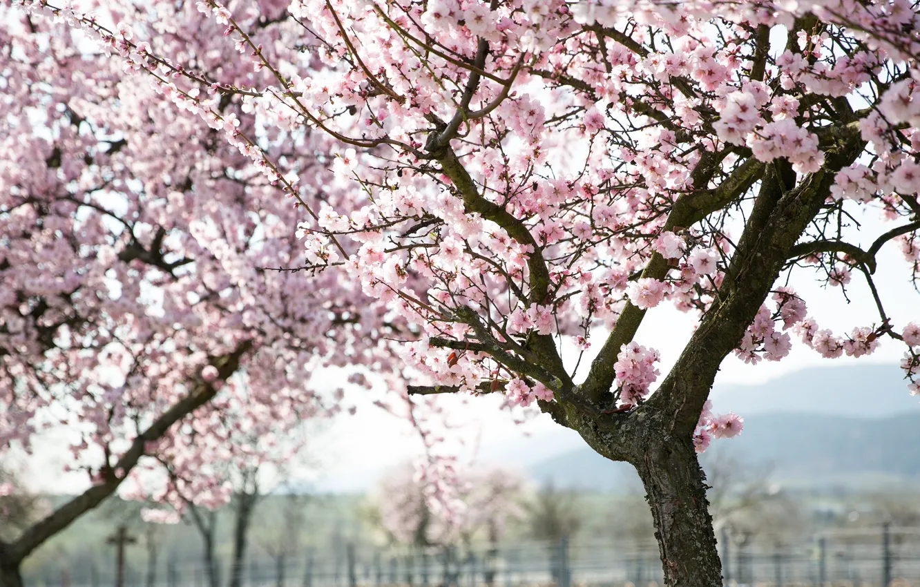 Фото обои деревья, цветы, ветки, природа, вишня, весна, сакура, розовые