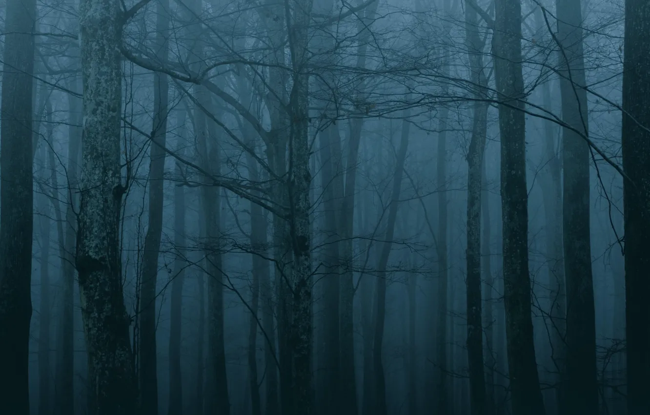 Фото обои лес, деревья, ночь, природа, туман, сумерки