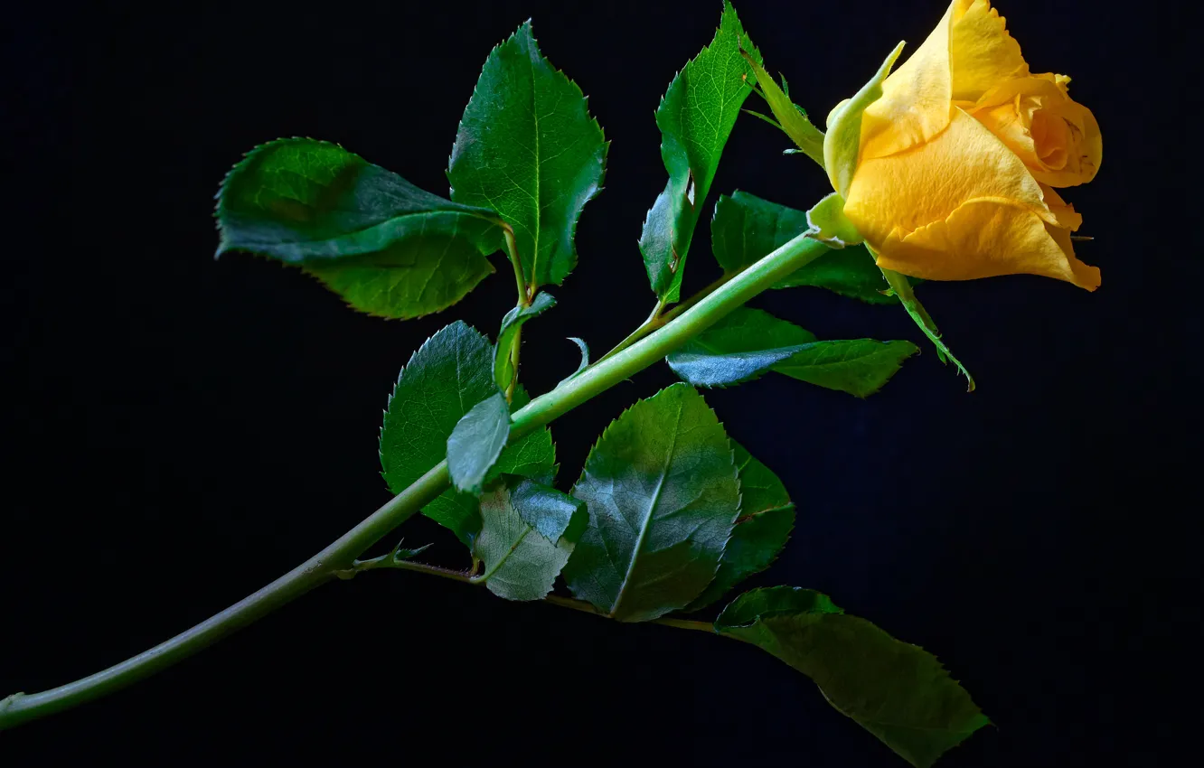 Фото обои цветок, листья, роза, стебель, бутон, черный фон, жёлтая, крупным планом