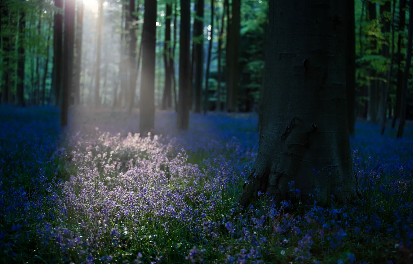 Фото обои лес, свет, цветы, утро