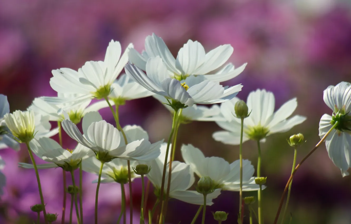 Фото обои цветы, размытость, белая, космея, полевый