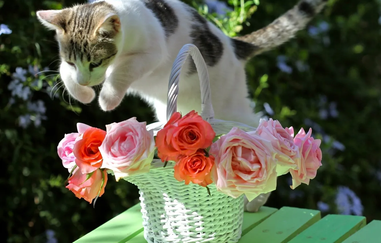 Фото обои кошка, кот, прыжок, корзина, розы, © Elena Di Guardo