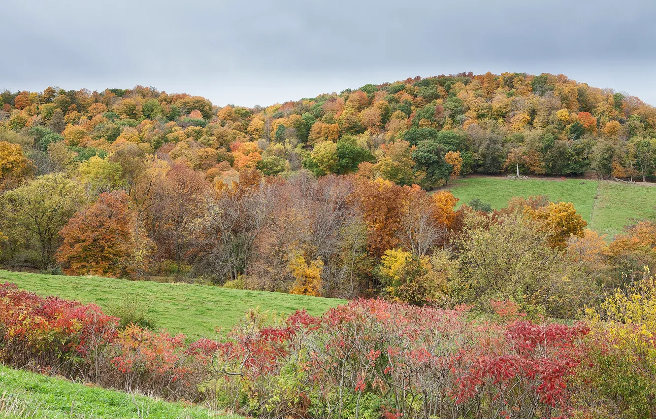 Фото обои поле, осень, лес, небо, трава, холмы, кусты