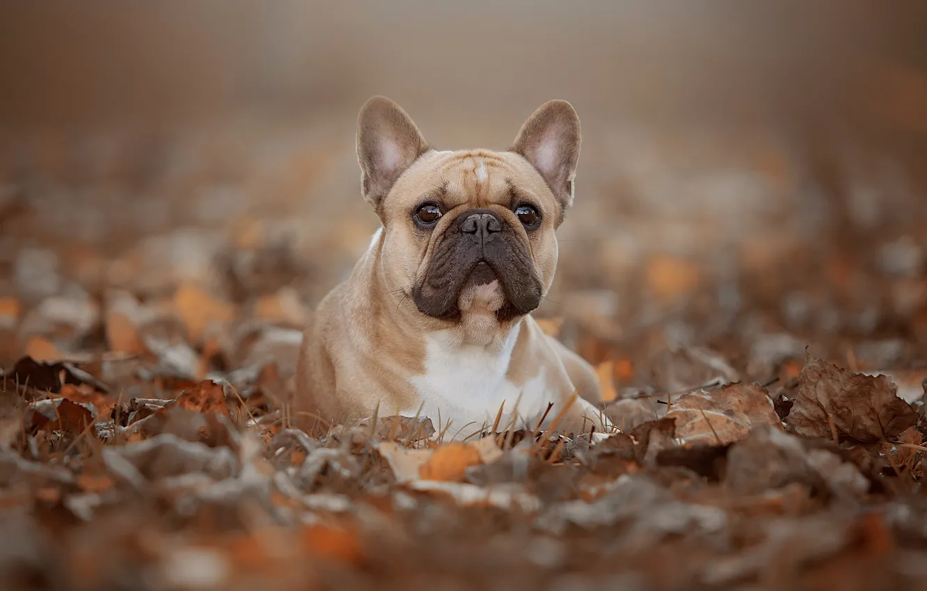 Фото обои осень, взгляд, листва, портрет, собака, мордашка, боке, Французский бульдог