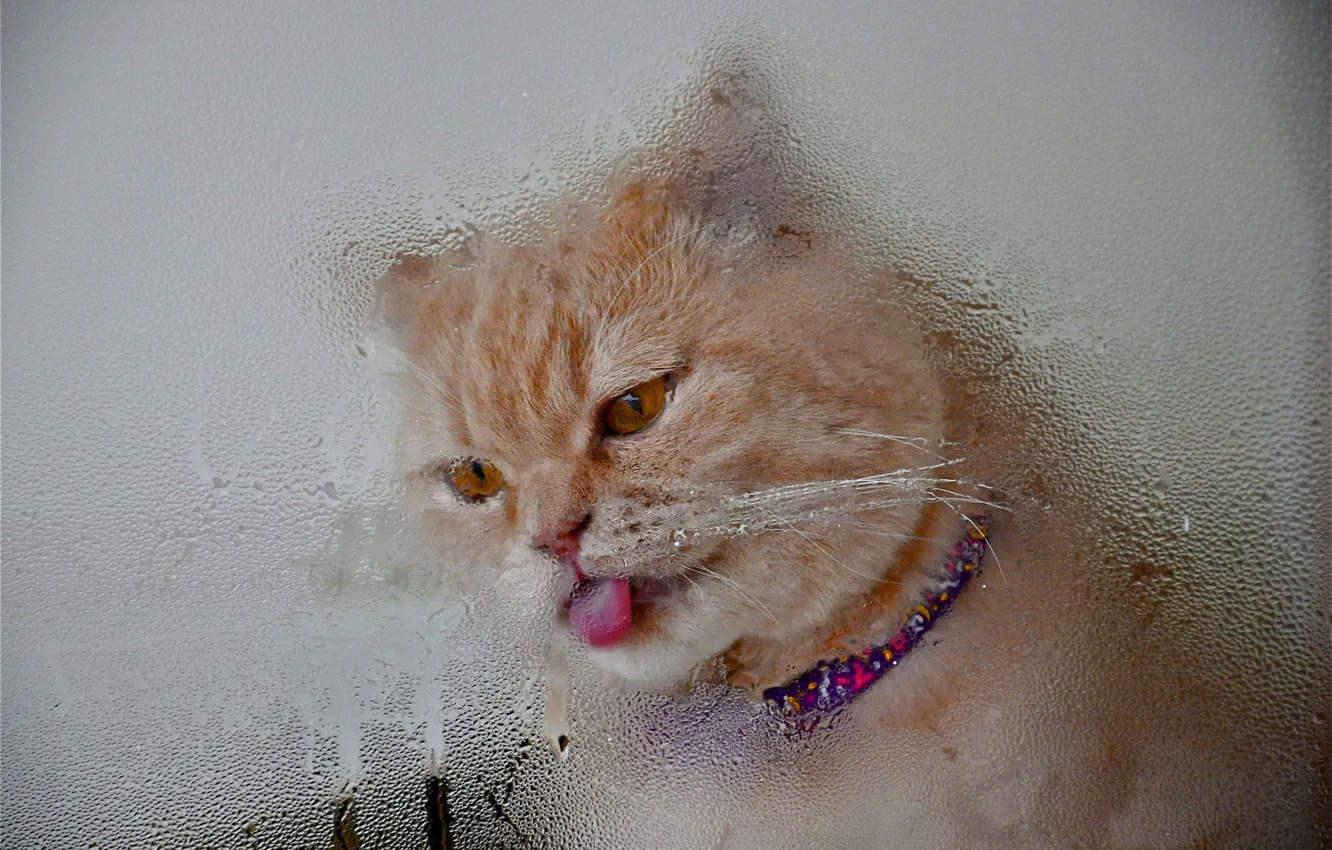 Фото обои язык, кошка, кот, стекло, морда, капли, фон, дождь