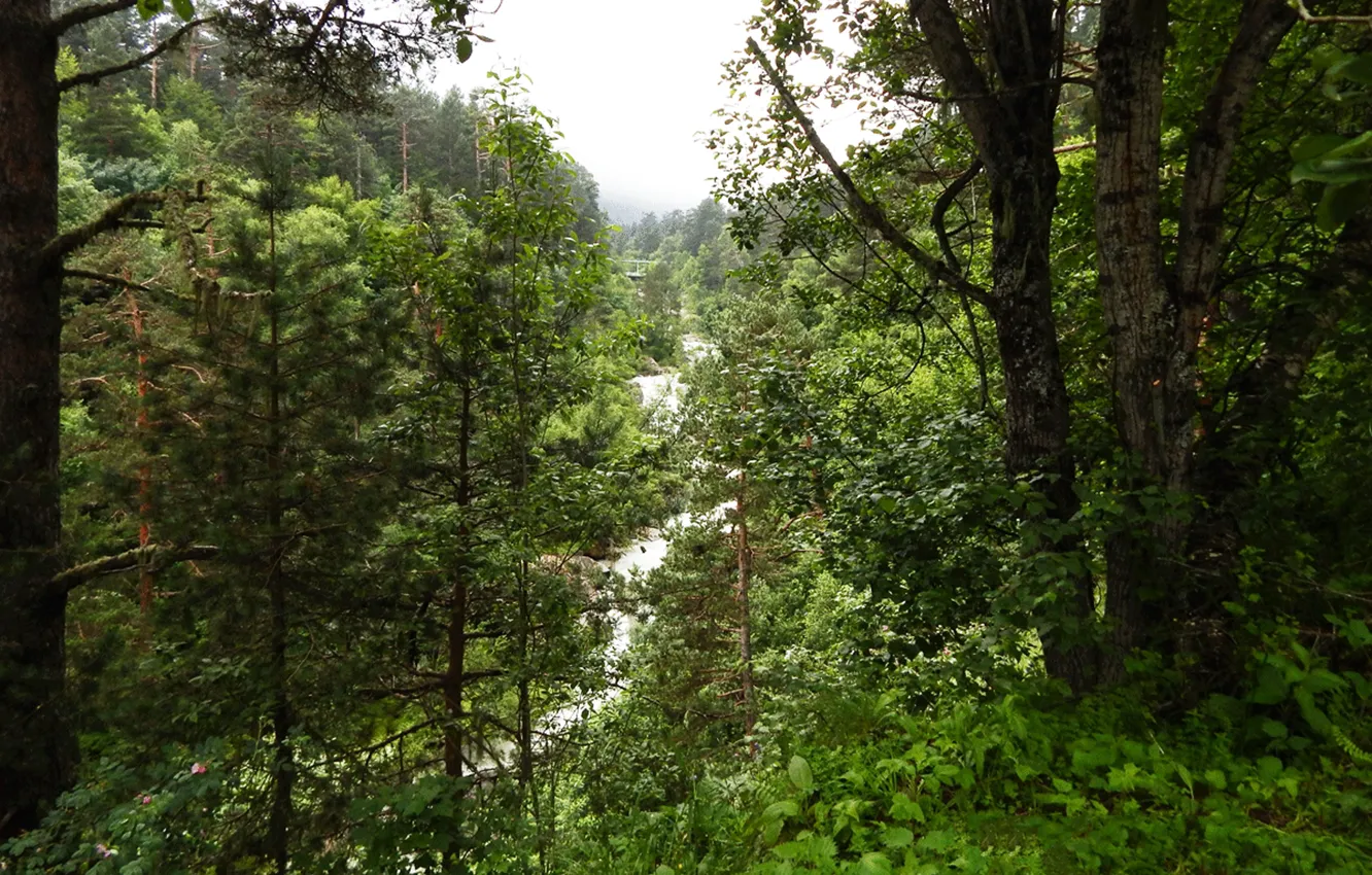 Фото обои лес, река, ущелье
