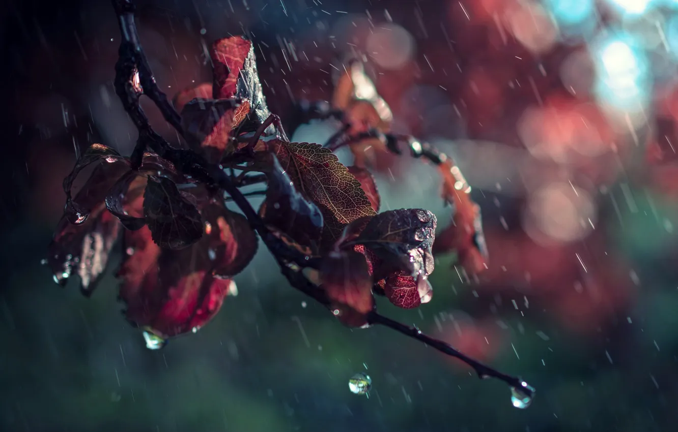 Фото обои листья, капли, макро, дождь, ветка, боке
