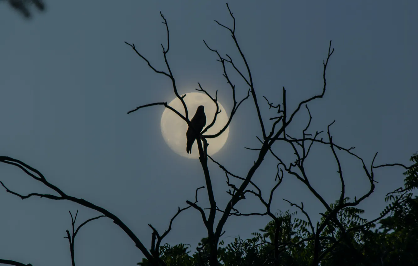 Фото обои небо, ночь, ветки, природа, птица, луна, Индия, Национальный парк Султанпур