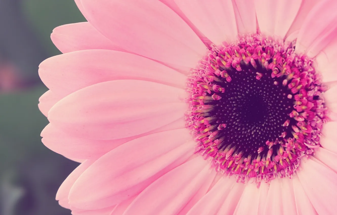 Фото обои nature, pink, flowers