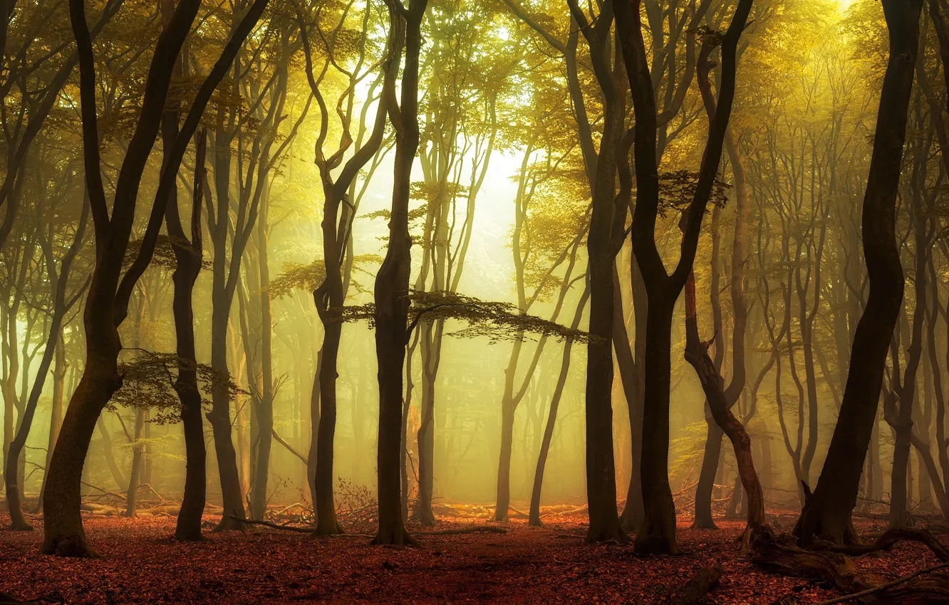 Фото обои осень, листья, деревья, туман, парк, восход, утро