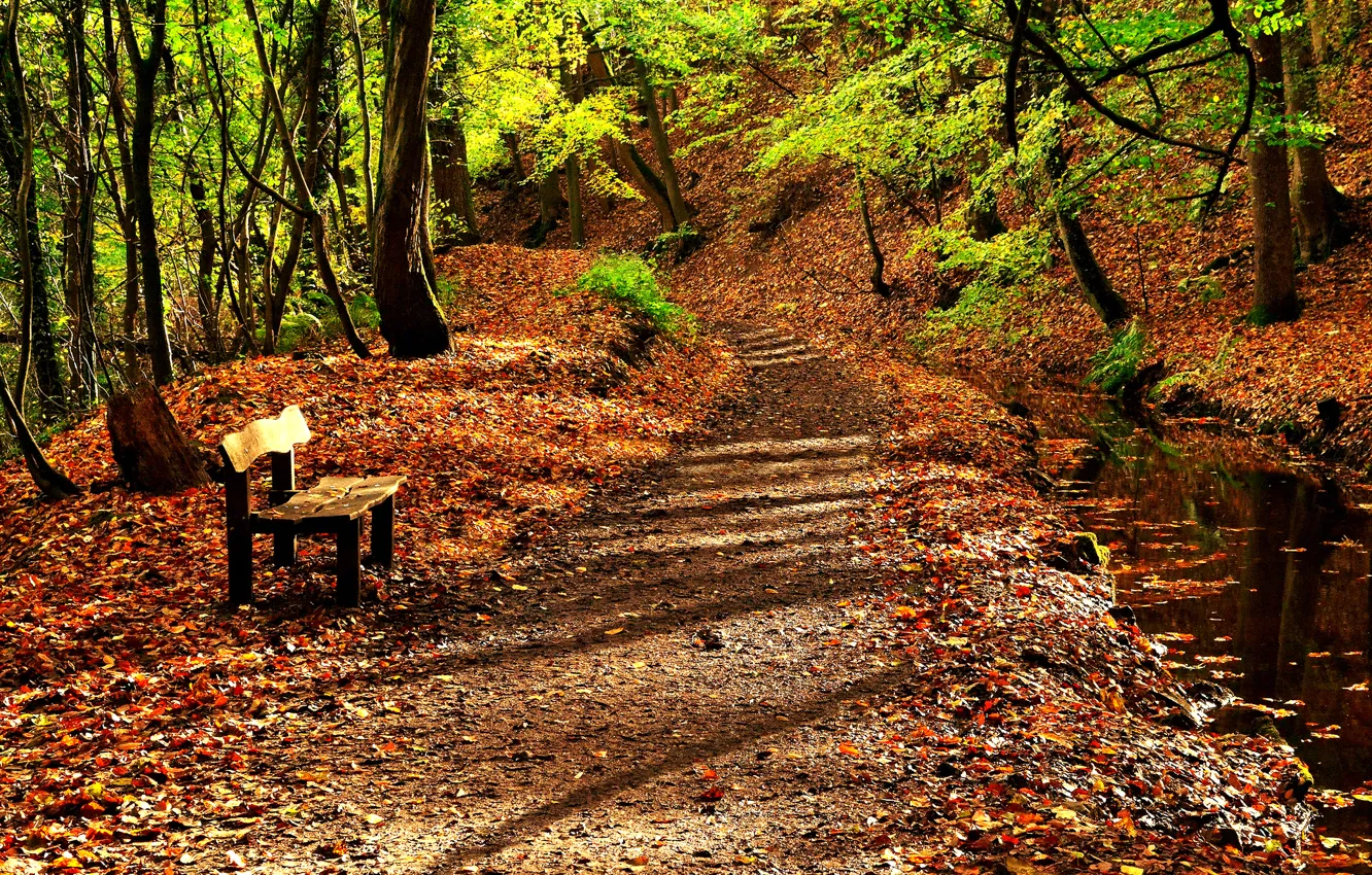 Фото обои дорога, осень, листья, вода, деревья, природа, река