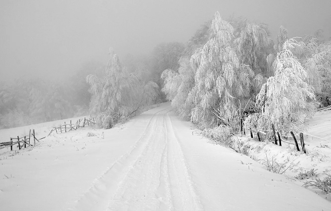Фото обои winter, snow, tree