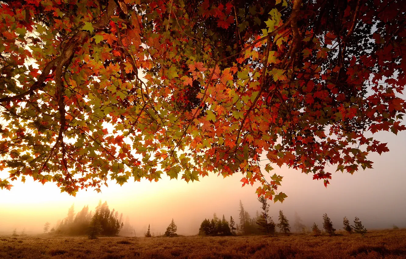 Фото обои осень, листья, туман