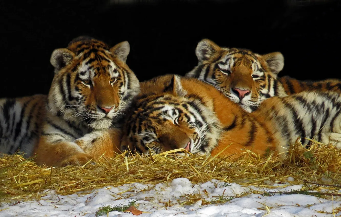 Фото обои отдых, сено, тигры, трио, тигрята