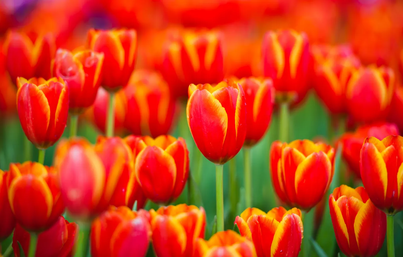 Фото обои цветы, природа, весна, лепестки, тюльпаны, красные, бутоны