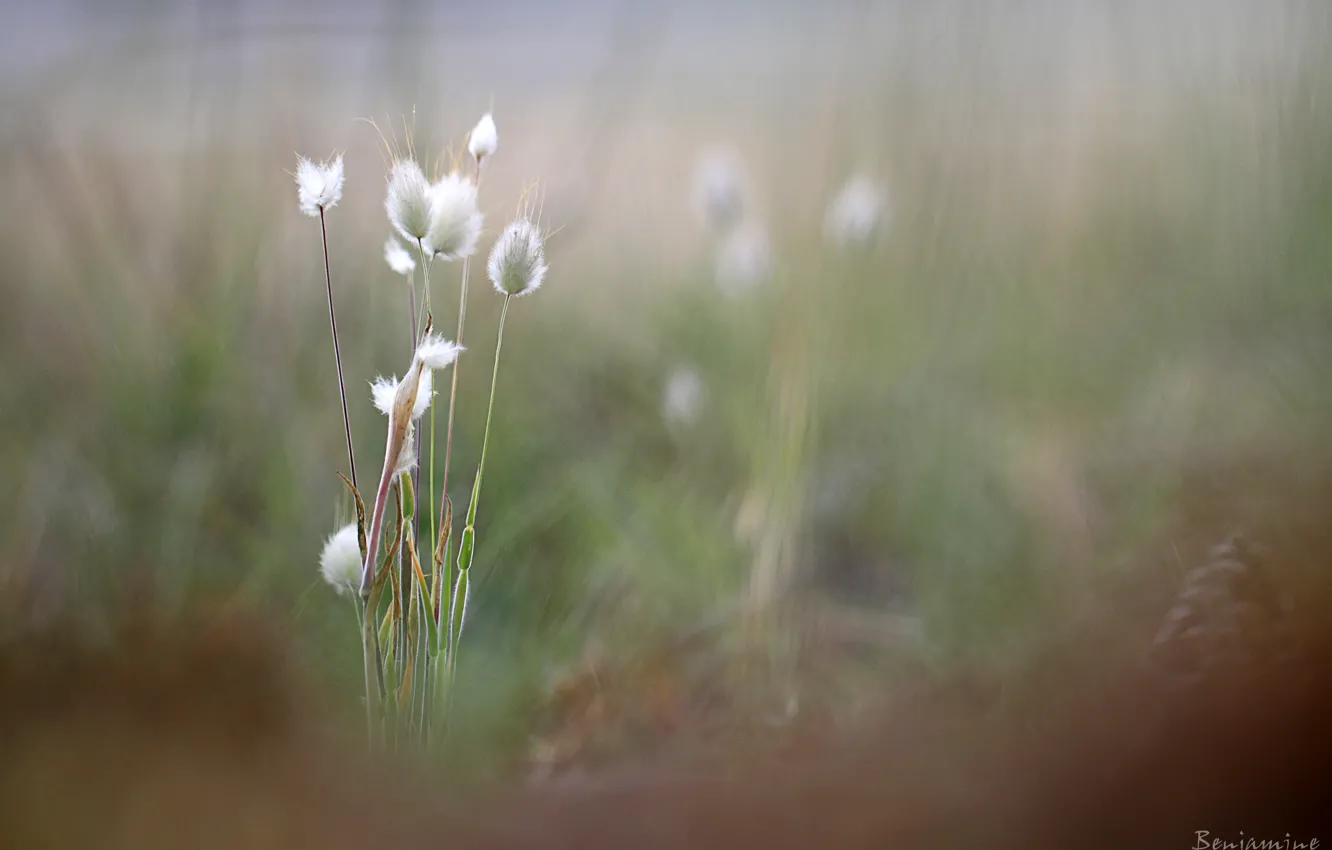 Фото обои трава, размытость, колоски, Benjamine