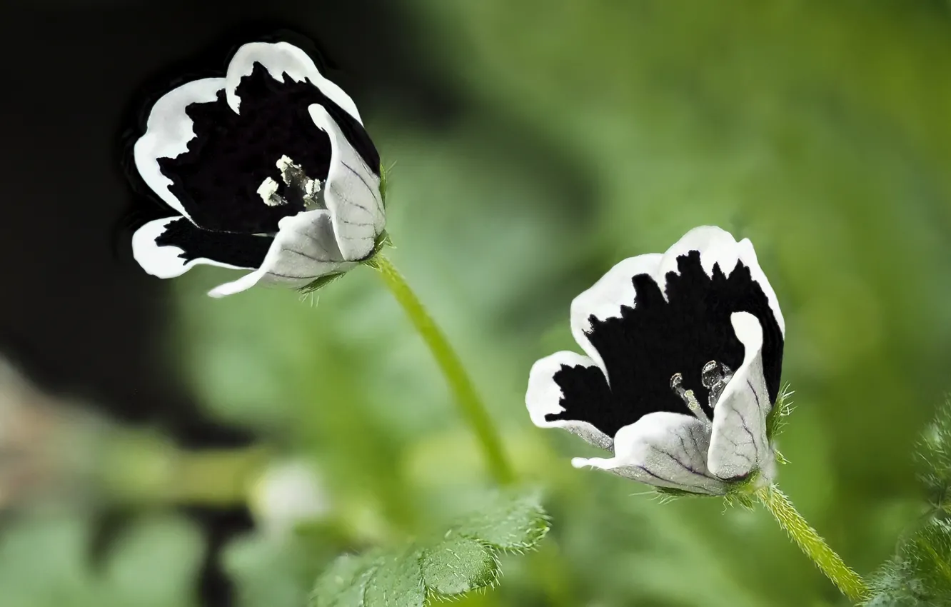 Фото обои Black White, white flowers, глубина резкости, Tiny small