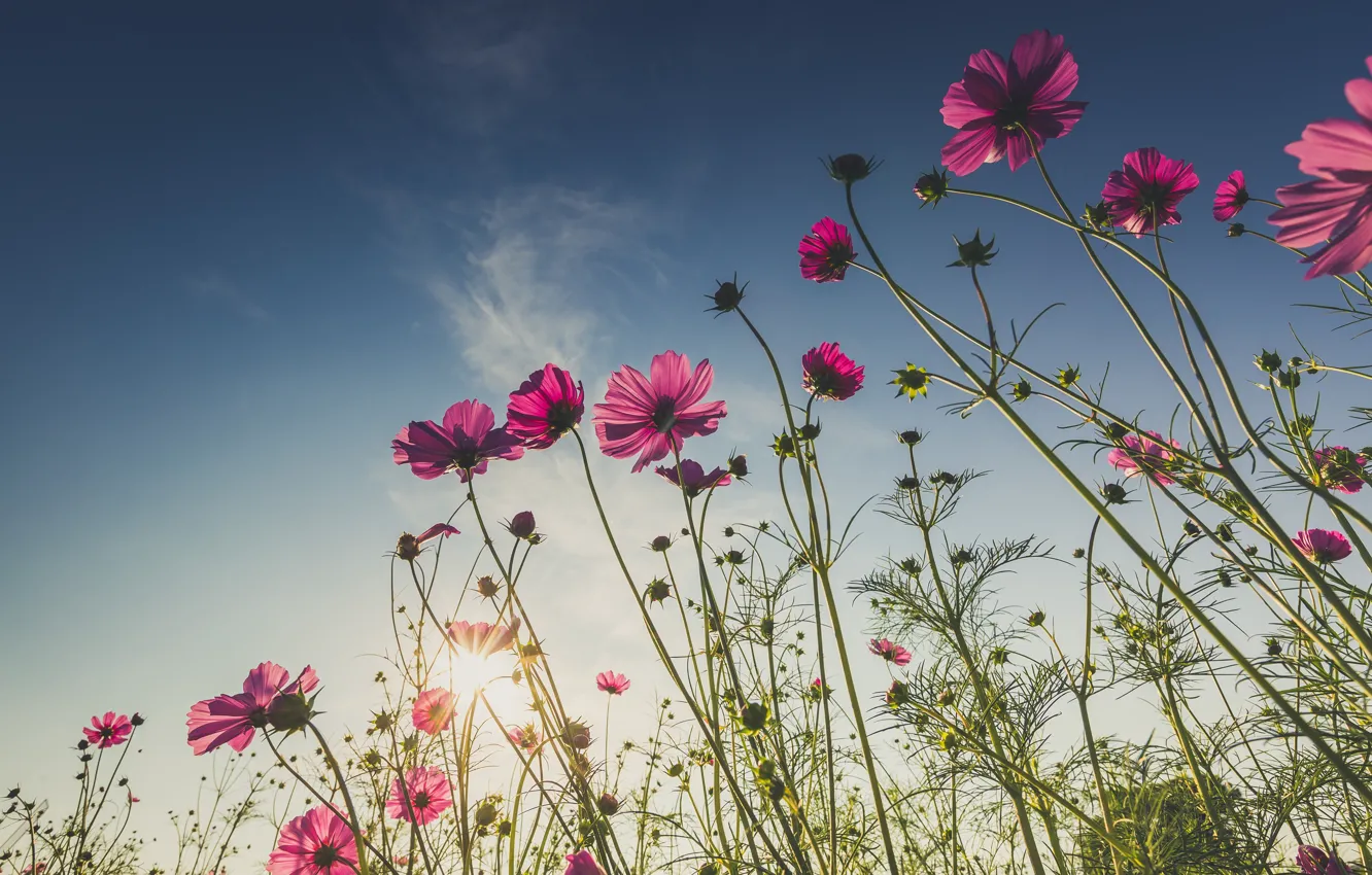 Фото обои поле, лето, солнце, цветы, summer, розовые, field, pink