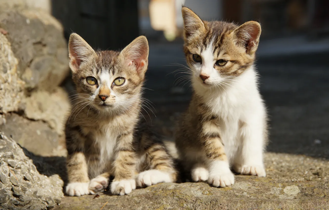 Фото обои котята, малыши, парочка, два котёнка