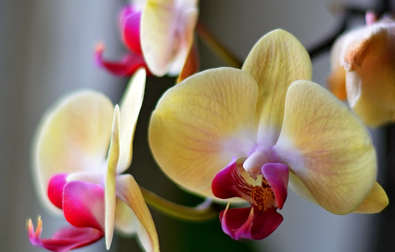 Фото обои цветы, природа, орхидея, фалинопсис