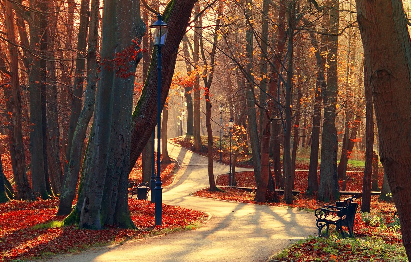 Фото обои осень, лес, листья, деревья, скамейка, природа, парк, вид