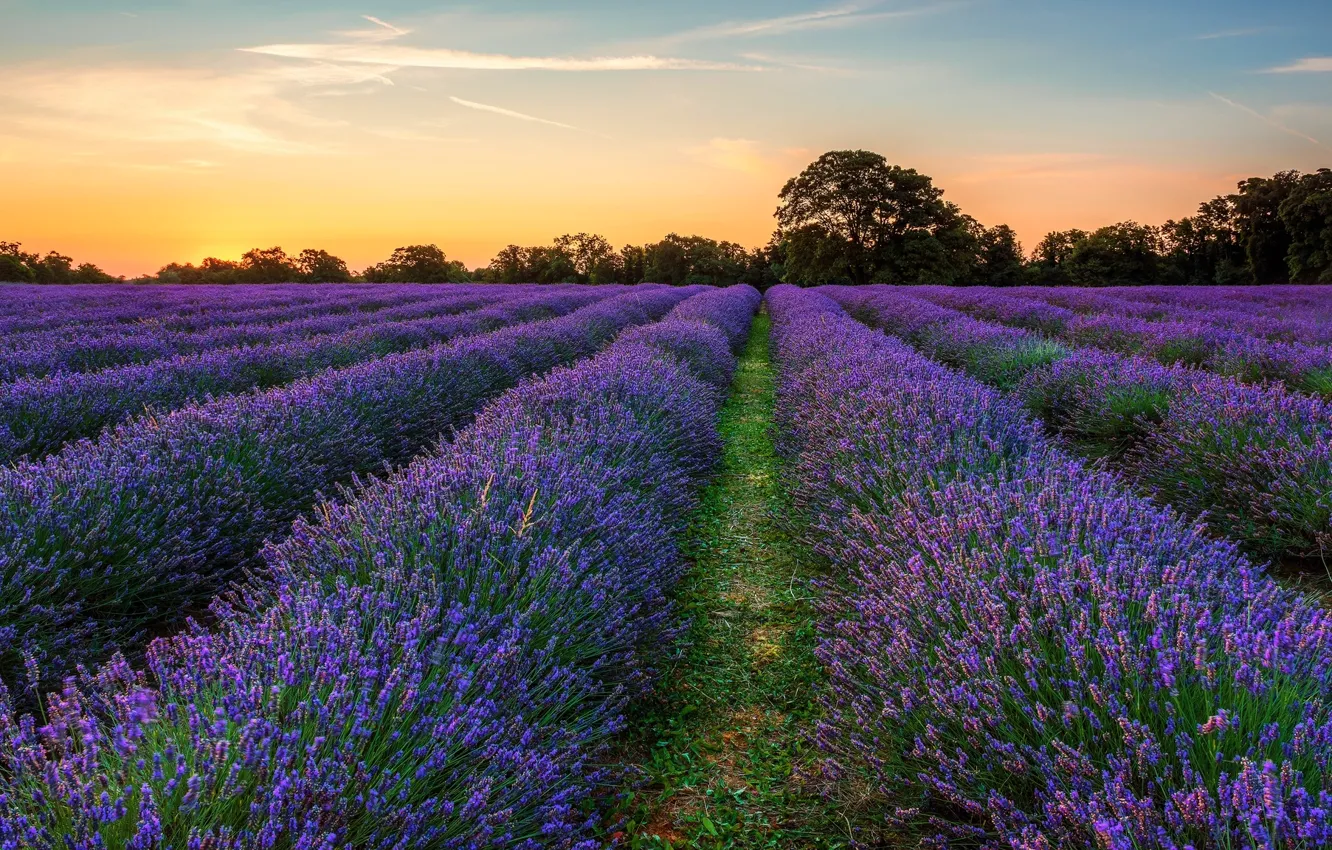 Фото обои поле, фиолетовый, вечер, лаванда