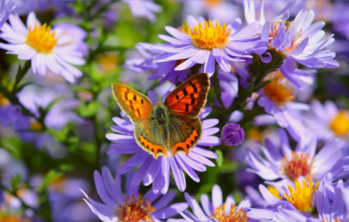 Фото обои Макро, Бабочка, Macro, Фиолетовые цветы, Butterfly, Purple flowers