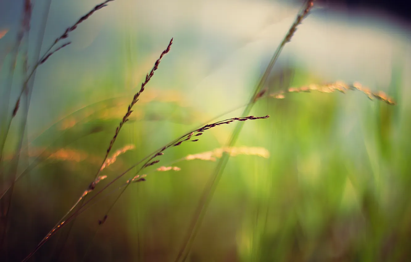 Фото обои зелень, трава, макро, размытость, колосок