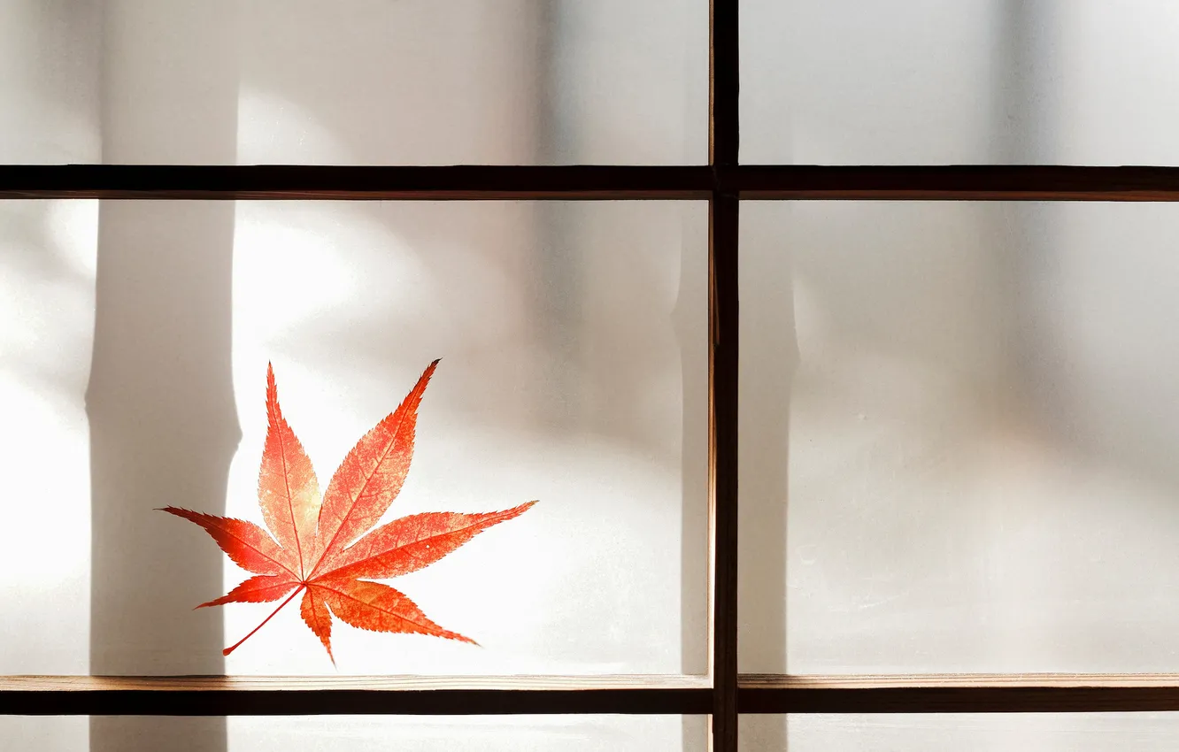 Фото обои стекло, красный, лист, окно, кленовый