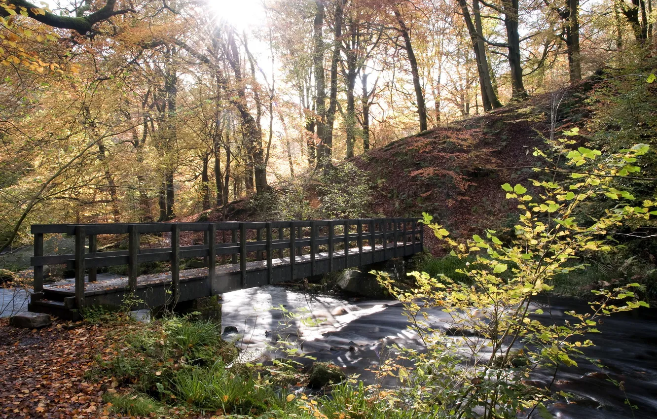 Фото обои мост, природа, парк, речка