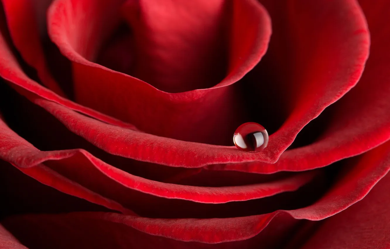 Фото обои роза, капля, лепестки, бутон