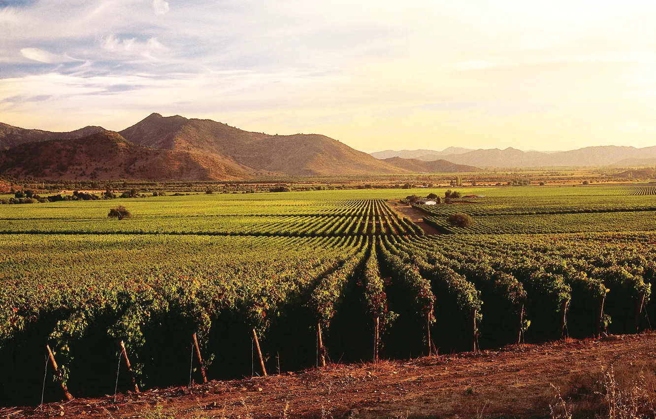 Фото обои wine, hill, grapes, Chile, Santa Cruz, sunny, vineyard, Caliterra