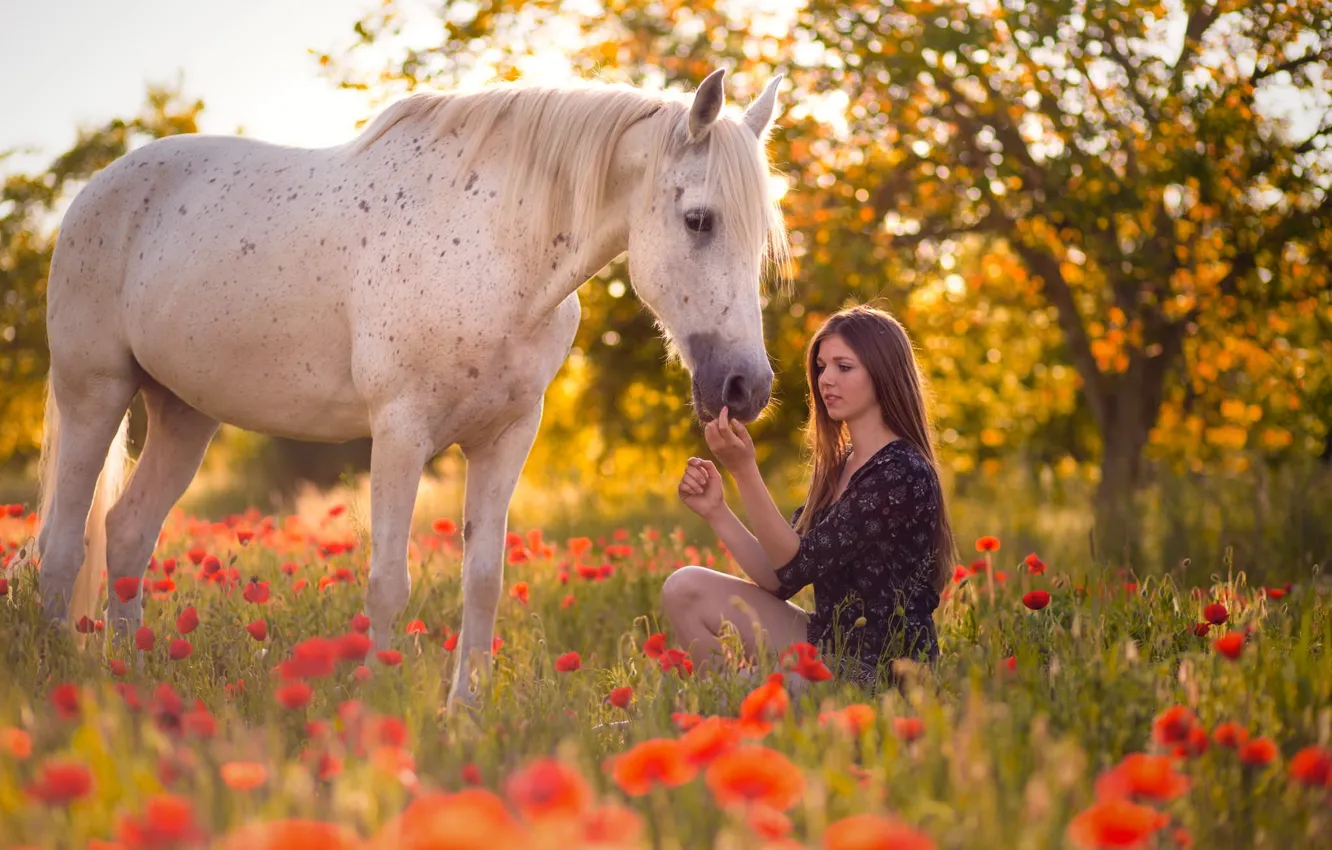 Фото обои лето, девушка, конь, маки