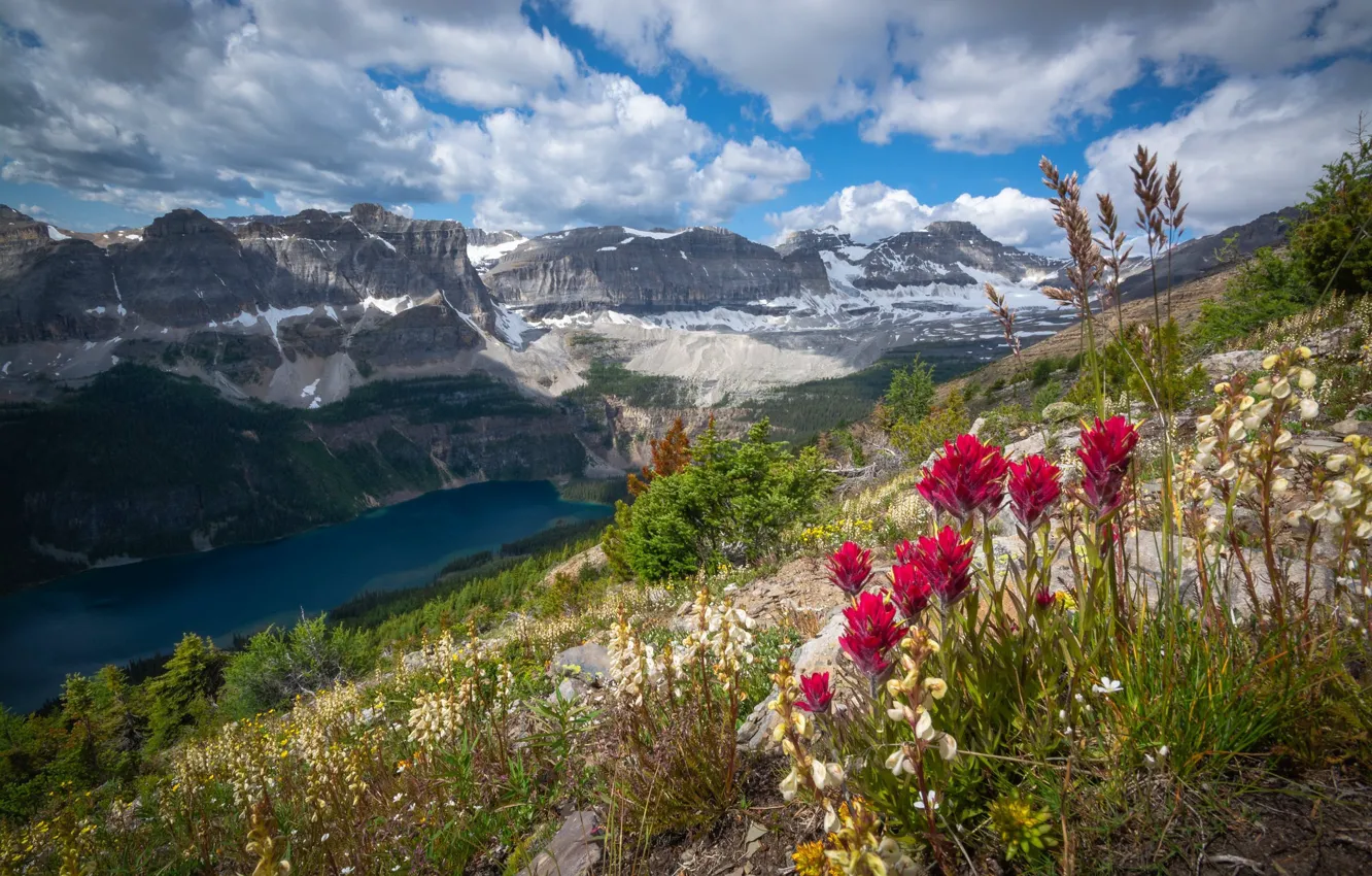Фото обои цветы, горы, озеро
