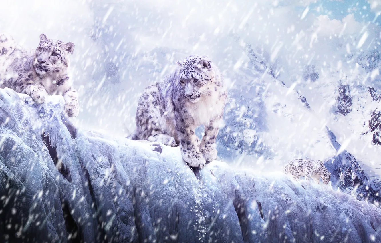 Фото обои лед, животные, снег, кошки, горы, леопард, ирбис, барс